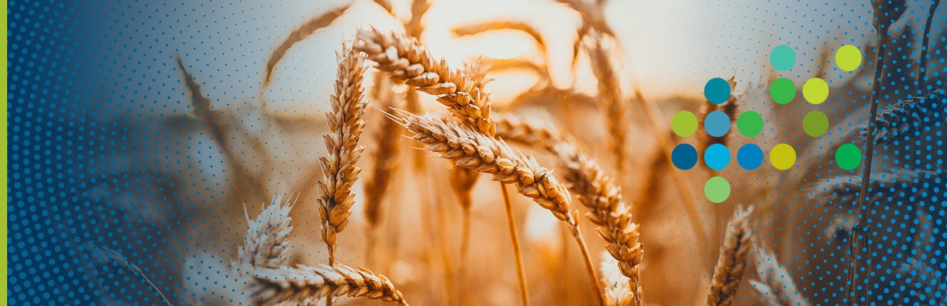 wheat wastewater treatment