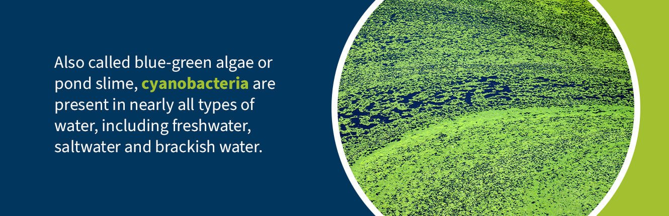 cyanobacteria in all types of water